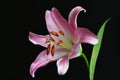 Closeup of pink stargazer lily on a black background. Royalty Free Stock Photo