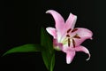 Closeup of pink stargazer lily on a black background. Royalty Free Stock Photo