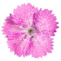 Closeup of a sweet william flower Royalty Free Stock Photo