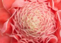 Closeup pink torch ginger flower