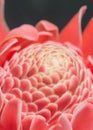 Closeup pink torch ginger flower
