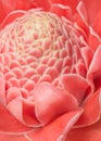 Closeup pink torch ginger flower