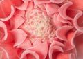 Closeup pink torch ginger flower