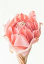 Closeup pink torch ginger flower etlingera elatior