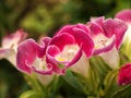 Closeup pink Torenia flowers in garden with soft focus and macro image,sweet color