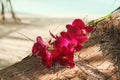 Closeup of pink tropical frangipani or plumeria flowers laying on coconut palm tree on blurred sandy beach background. Royalty Free Stock Photo