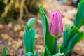 Closeup pink tulip blooming in the garden Royalty Free Stock Photo