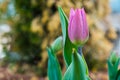 Closeup pink tulip blooming in the garden Royalty Free Stock Photo