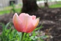 Closeup of a pink tulip blooming in a lush garden Royalty Free Stock Photo