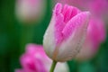 Closeup pink tulip in the garden Royalty Free Stock Photo