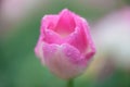 Closeup pink tulip in the garden Royalty Free Stock Photo