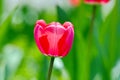 Closeup pink tulip under the sun Royalty Free Stock Photo