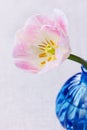 Closeup pink tulip in blue vase Royalty Free Stock Photo