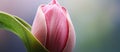 Close up of pink tulip bud with green leaf, a beautiful flower Royalty Free Stock Photo