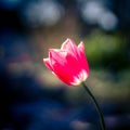 Closeup of a pink tulip flower in a garden on a blurred background Royalty Free Stock Photo