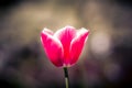 Closeup of a pink tulip flower in a garden under the sunlight on a blurred background Royalty Free Stock Photo