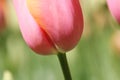 Closeup of a pink tulip in a garden under the sunlight in the Netherlands Royalty Free Stock Photo