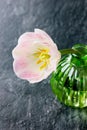Closeup pink tulip in green vase Royalty Free Stock Photo