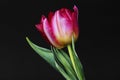 Closeup of pink tulip isolated Royalty Free Stock Photo