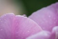 Closeup of pink tulip petals covered with raindrops. Royalty Free Stock Photo