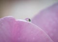 Closeup of pink tulip petals covered with raindrops. Royalty Free Stock Photo