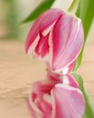 Closeup of a pink tulip with reflection
