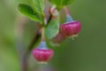 Closeup of pink unripe wild blueberries on the branch