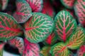 Closeup of pink veins on a fittonia houseplant