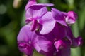 Closeup from a pink vetch in a garden Royalty Free Stock Photo