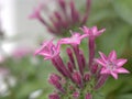 Closeup pink-violet Pentas lanceolata flower in garden with blurred background