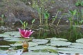 Closeup of a pink water lily with a bud on a pond Royalty Free Stock Photo