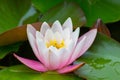 Closeup of a pink water lily flower on the surface of a pond