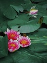 pink water lily with green leaves