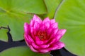 Closeup of a pink water lily growing in the pond Royalty Free Stock Photo