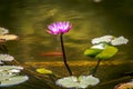 Closeup of a pink water lily in the pond Royalty Free Stock Photo