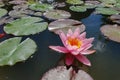 Closeup of a pink water lily in a pond under the sunlight Royalty Free Stock Photo