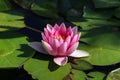 Closeup of a pink water lily in a pond under the sunlight Royalty Free Stock Photo