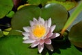 A closeup of pink water lily in the pond. Royalty Free Stock Photo