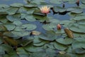 Closeup of a pink water lily, surrounded by lush green foliage in a tranquil pond of water Royalty Free Stock Photo