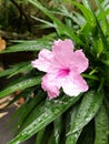 Waterdrops on pink waterkanon