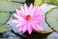 Closeup pink waterlily or lotus flower. Royalty Free Stock Photo