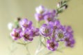 Closeup of pink waxflower Royalty Free Stock Photo