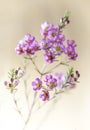 Closeup of pink waxflower closeup Royalty Free Stock Photo