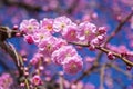 closeup pink weeping plum blossom flowers blooming blue sky background early spring, selective focus, ume Royalty Free Stock Photo