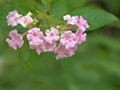 Closeup pink west indian lantana camara flowers in garden with soft focus and green blurred background