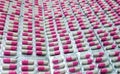 Closeup pink-white antibiotic capsule pills in blister pack. Antibiotic drug resistance. Pharmaceutical industry. Global health Royalty Free Stock Photo