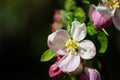 Closeup of a pink white apple blossom with pollen on an apple tree in spring Royalty Free Stock Photo