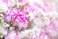 Closeup Pink and white carnation flower over blurred flower background Royalty Free Stock Photo