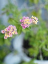 Pink White color flower Lantana camara, Verbenaceae semi pointed shrub pointed leaf edge sawtooth blooming in garden blurred of Royalty Free Stock Photo