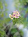 Pink White color flower Lantana camara, Verbenaceae semi pointed shrub pointed leaf edge sawtooth blooming in garden blurred of Royalty Free Stock Photo